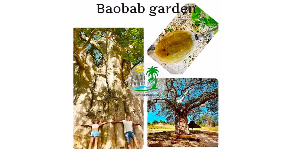 Trip on Zanzibar Island - baobab garden