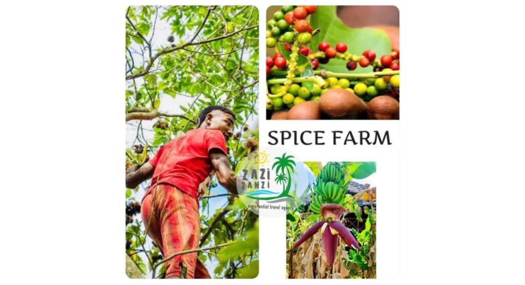 Trip on spice farm Zanzibar